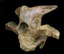 Wide Kritosaurus Cervical Vertebrae - Aguja Formation #38943-4